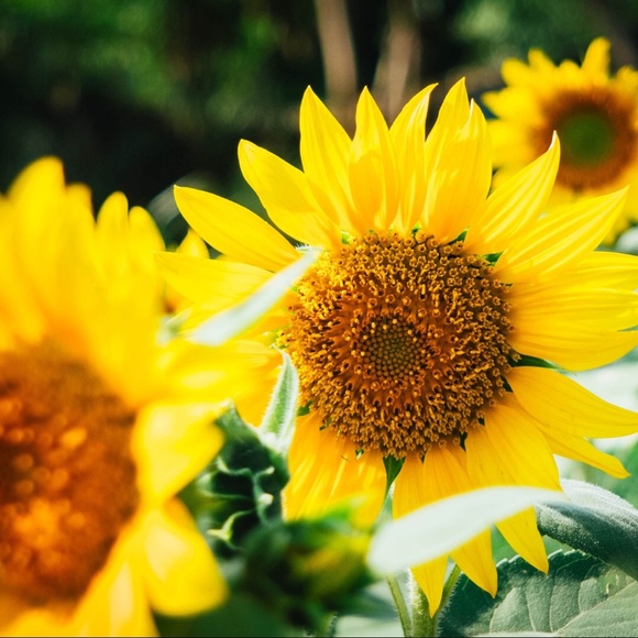 Meet your Posher, Stephanie - Picture 1 of 1